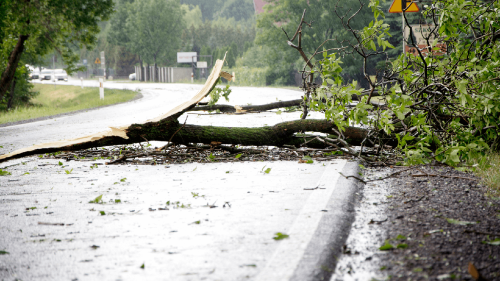 broken tree branches on the road